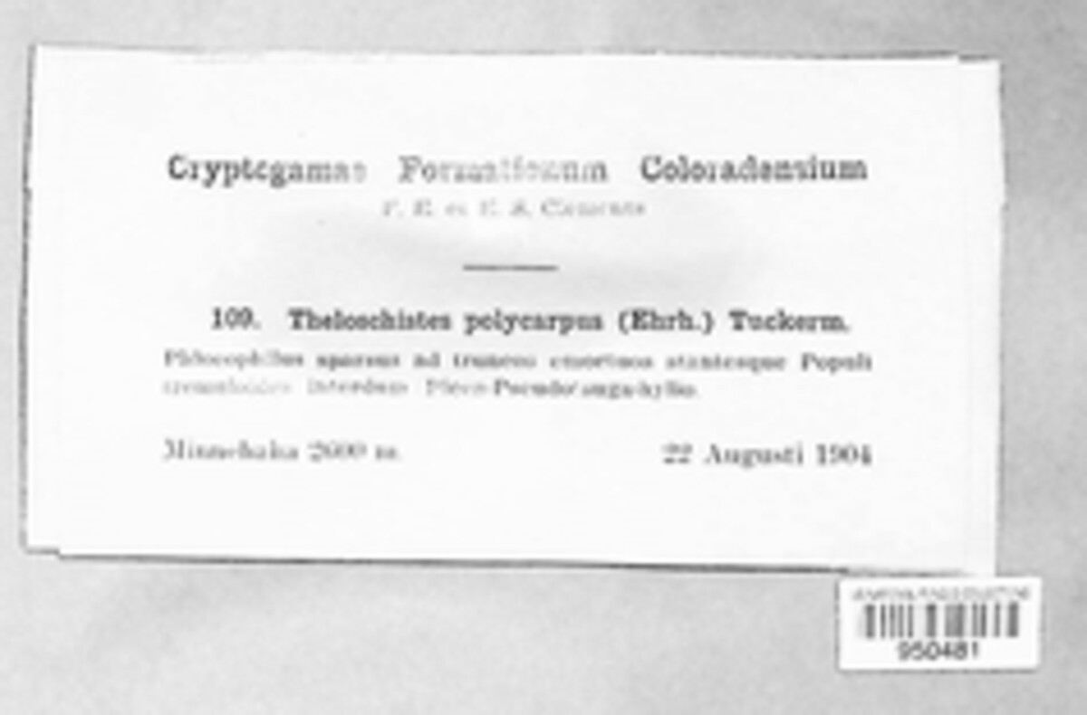 Polycauliona polycarpa image